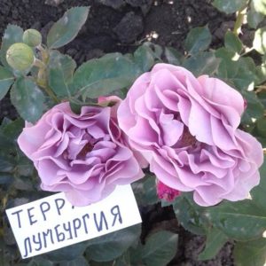 Терра Лумбургия